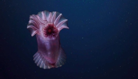Robotic Explorer Captures Incredible 4K Footage of Deep-Sea Creatures in Unexplored Ningaloo Canyons