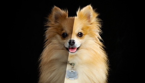 How to Make Your Puppy Portraits Pop