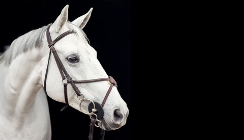 10 Tips for Better Photos With Horses