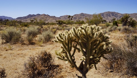Wandering in the Desert With the Fujifilm GFX 100