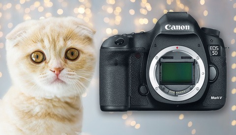 There Will Be No Canon 5D Mark V, and Photographers Will Lose out as a Result