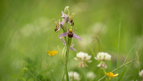 Improve Your Flower Photos With These 5 Tips