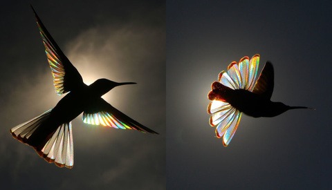 Photographer Catches the Rainbow-Prism Effect of Sunlight Passing Through Hummingbirds' Wings