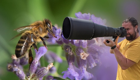 I Turned a 600mm Into a Macro Lens: This Is What Happened