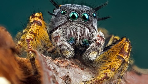 Fstoppers Interviews Macro Photographer Andres Moline