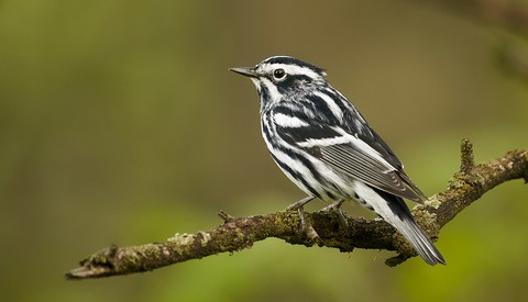 The New Frontier of Wildlife Photography