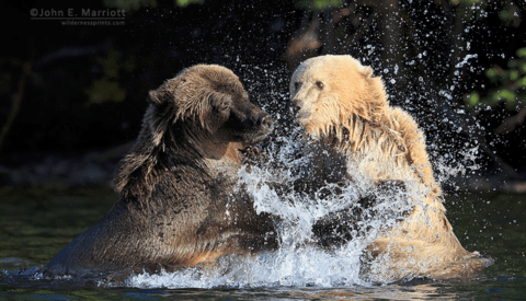 Insights Into Canon’s Mirrorless, Conservation, and the Business of Wildlife Photography With John Marriott
