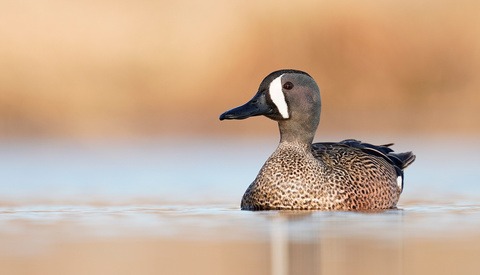 Background Basics for Wildlife Photography