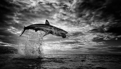 A Wildlife Photographer Captured the Moment a Great White Shark Shot 12 Feet in the Air