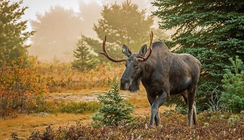 HOWL: An Ethical Photography Convention