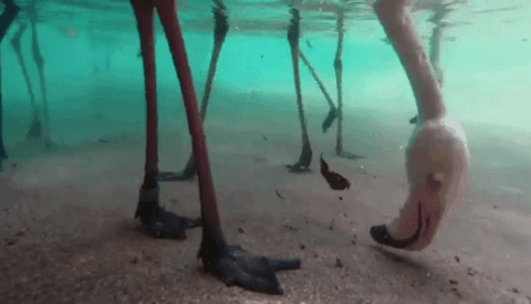San Diego Zoo Installs Underwater Camera to Show the Interesting Way Flamingos Eat