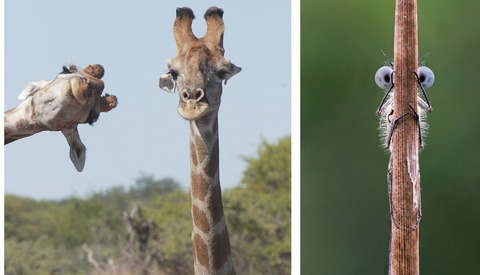 Comedy Wildlife Photography Awards 2020 Finalists Announced: These Are Hilarious!