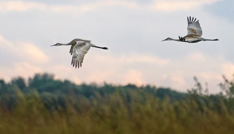 Tips for Filming Wildlife With Sony Alpha Cameras