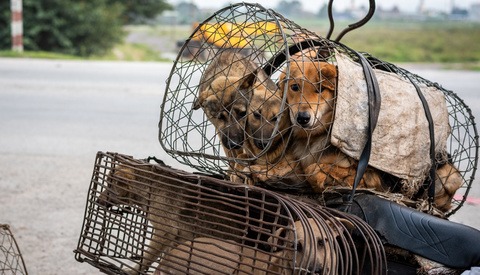 Photojournalist's Work Shines a Light on the Suffering and Abuse of Animals Around the World