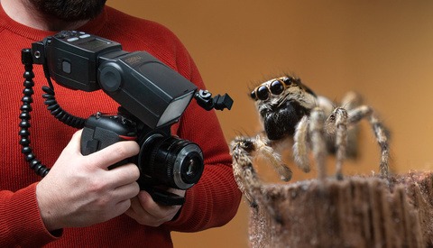 Macro Bug Photography on a Budget
