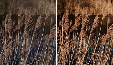 Fstoppers Reviews a Preset Pack From Budget-Friendly Junglepresets
