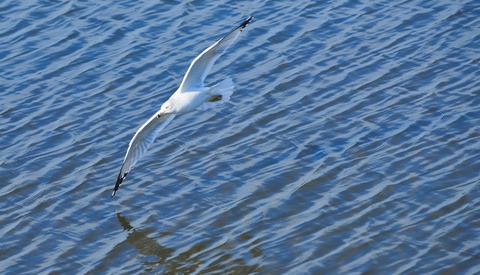 Three Months With the Nikon Z 6II, Part Two of Three: Chasing Birds and Wildlife