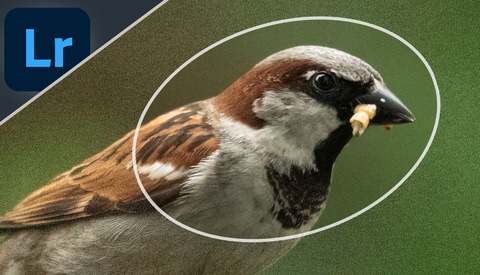 Eliminate High ISO Noise Fast With Lightroom