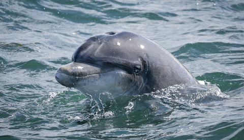 One of the World’s Leading Ocean Photographers Shares Results of New Nikon Mirrorless