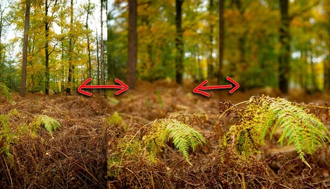 How to Find the Best Landscape Composition in Small Steps