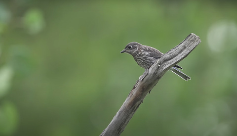 Check Out This Amazing DIY Pond for Filming Wildlife