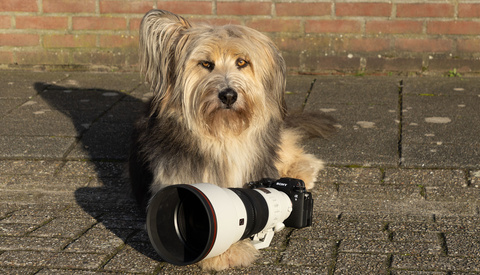 Review of the Sony FE 300mm f/2.8 GM OSS
