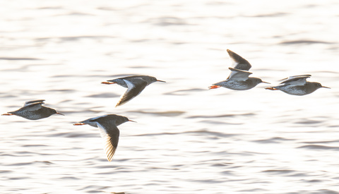 Why Should You Consider Getting a Camera With AI Subject Detection?