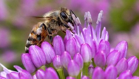4 Tips for Better Summer Bee Photos