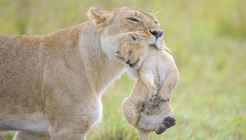 Ethical Wildlife Photography: Tips from a Pro