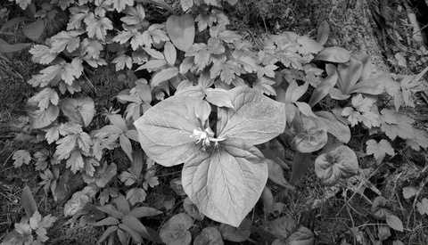 To Zone, or Not to Zone: That May Be the Question