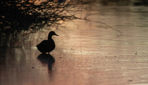 Is the Nikon 600mm f/6.3 VR S the Best Super-Telephoto for Z Mount?