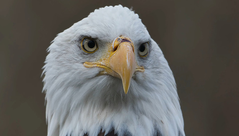 Efficient Image Editing With Affinity Photo 2