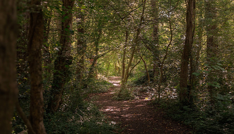 Editing Forest Photos: Practical Lightroom Tips