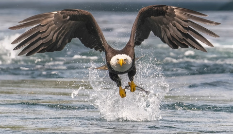 Pro Tips for Stunning Eagle Shots