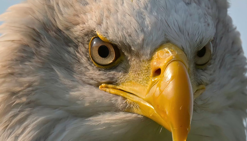 Behind Every Bird Photo Is a Story Nobody Sees