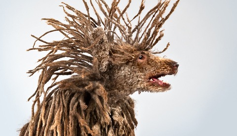 Carli Davidson's Spectacular Pet Portraiture
