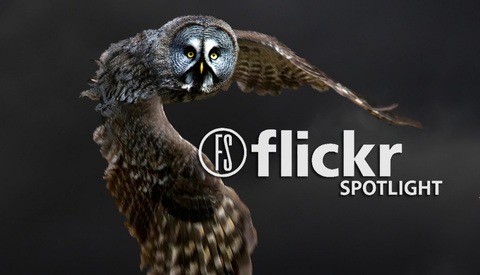 20 Unique Images Of Birds
