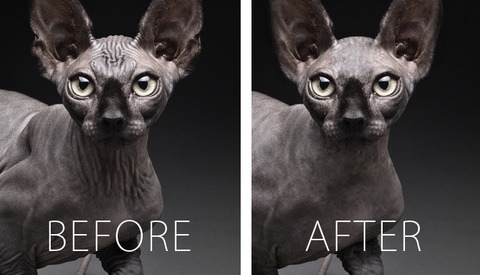 18 Animated Gifs of Professionally Retouched Cats