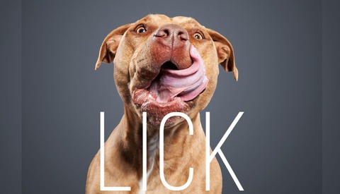 Ty Foster Takes a Shot at Unique Pet Photography with His "Lick" Project