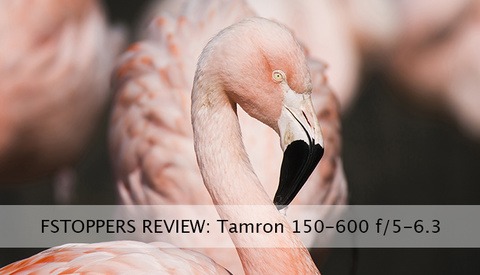 Field Testing Tamron's 150-600mm f/5.0-6.3 Proves a Positive Experience