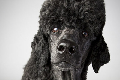 Westminster Dog Show Streaming Free Westminster Dog Show Streaming Free