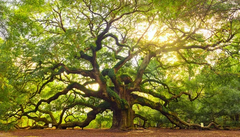 Ancient tree with massive dark trunk and sprawling canopy of bright green foliage backlit by golden sunlight.