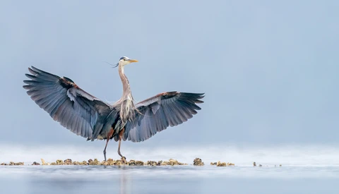 Great blue heron with wings spread landing on shallow water with rocky shoreline.