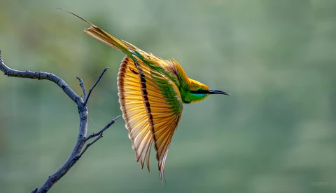 Colorful bee-eater bird perched on a dark branch with wings partially spread in flight posture.
