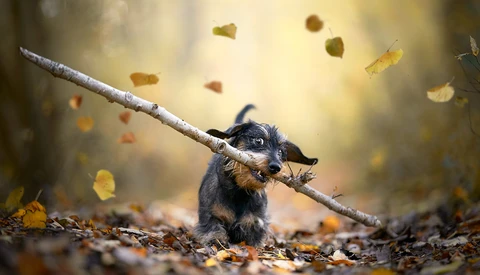 Small black and tan dog carrying a large branch in its mouth amid falling autumn leaves.