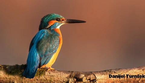 Critique the Community: Telephoto Photos