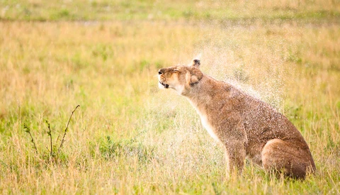 Critique the Community: Wildlife