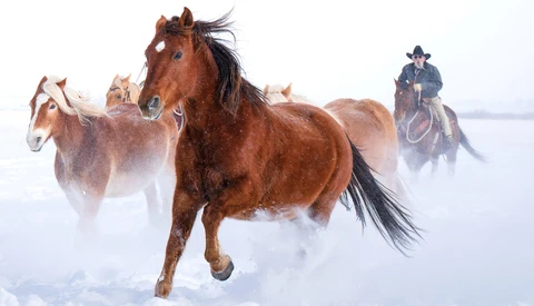 Brown horse running through snow with cowboy on horseback and other horses following behind in winter landscape.