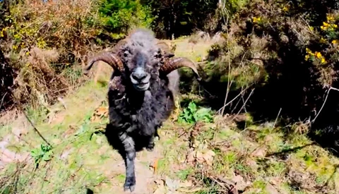 Angry Ram Knocks Drone From Sky And Attacks Photographer