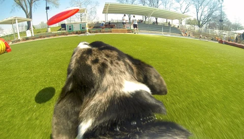 How to Strap a GoPro to Your Dog and Capture Their Antics